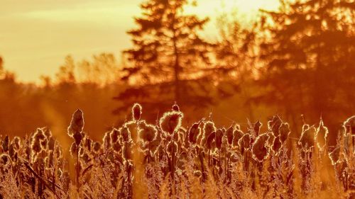 Close-up of plants on field against sky during sunset