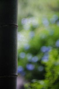 Close-up of plant against blurred background