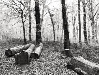 View of tree trunk in forest