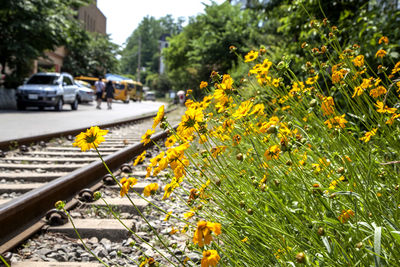 Close-up of yellow flowers against railway tracks