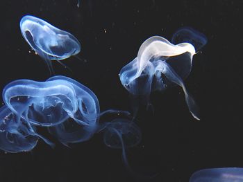 Close-up of jellyfish in water