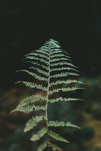 Close-up of fern leaves against black background