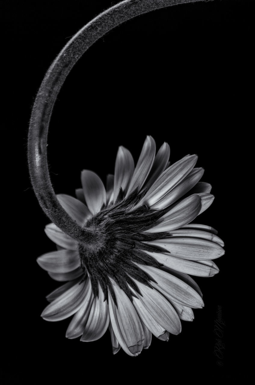 black background, studio shot, flower, night, copy space, close-up, petal, fragility, flower head, freshness, beauty in nature, single flower, dark, one animal, nature, no people, cut out, animal themes, growth, pollen