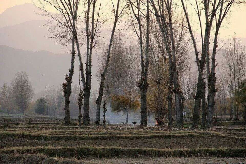 tree, bare tree, tranquility, tranquil scene, fog, tree trunk, landscape, nature, scenics, foggy, beauty in nature, field, growth, non-urban scene, branch, grass, weather, sky, solitude, idyllic