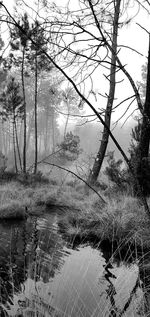 Trees by lake in forest against sky