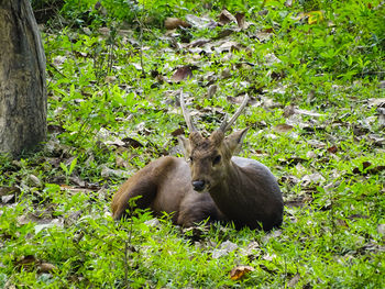 An indian hog deer in its natural habitat