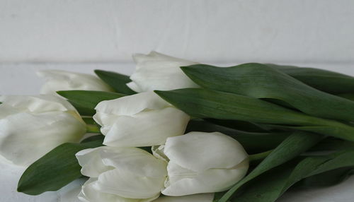 Close-up of white rose on leaves