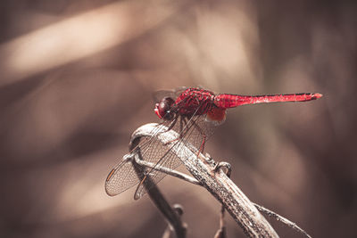 Close-up of dragonfly