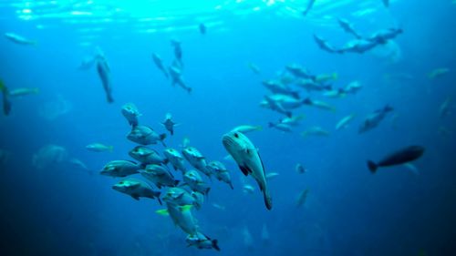 School of fish swimming in aquarium