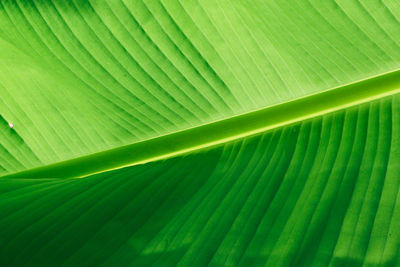 Full frame shot of palm leaf