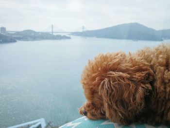 Dog looking at sea against sky