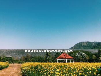 Yellow flowering plants on land against clear blue sky