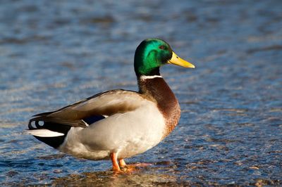 Beautiful drake male mallard duck standing in the shallow water of the lake lugano at sundown