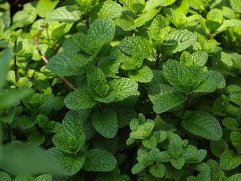 Full frame shot of mint plants growing outdoors