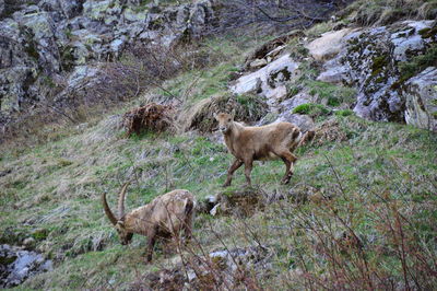 Ibex on field