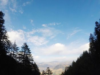 Low angle view of trees against sky