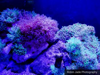 Close-up of coral in sea