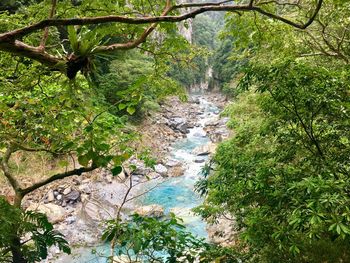 River amidst trees in forest