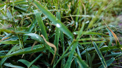 Close-up of grass growing in field