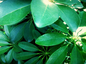 Full frame shot of leaves