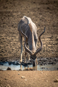 Male greater kudu stands drinking at waterhole