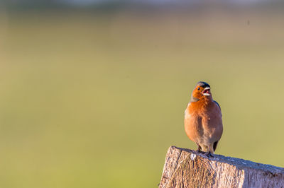 Bird perching on wall