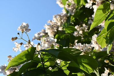 Low angle view of flowering plant against sky