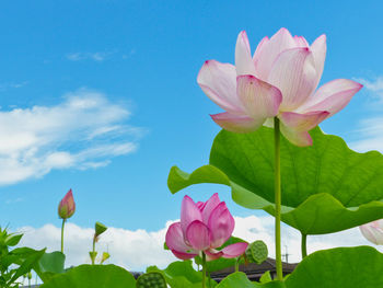 Close-up of pink water lily against sky