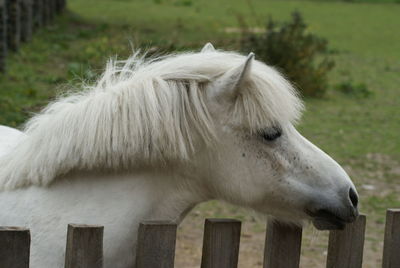 White horse in field