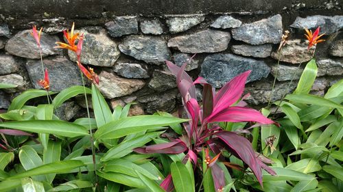 Close-up of plants