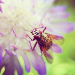 Close-up of bee pollinating on flower