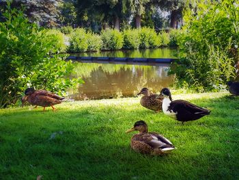 Ducks on a lake