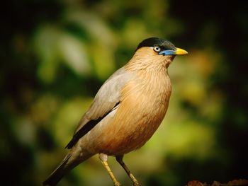 Close-up of bird perching outdoors