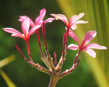 Close-up of pink flowers