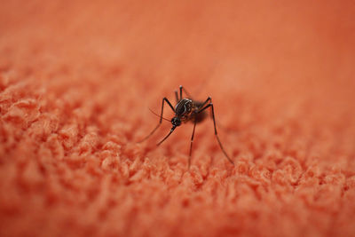 Close-up of insect