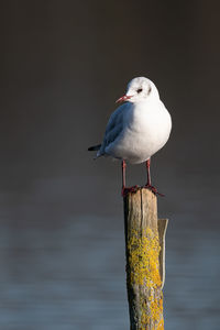 bird