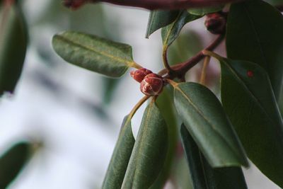 Close-up of insect on plant