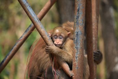 Close-up of monkeys in monkey cave, chiang rai, thailand