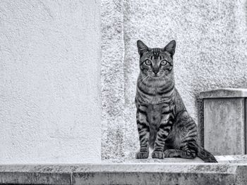 Portrait of cat sitting against wall