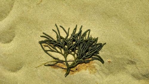 Close-up of sand at beach