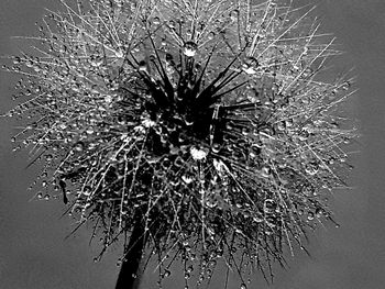 Close-up of flower tree