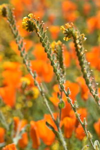 Close-up of orange flowering plants on field