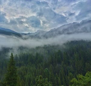 Pine trees in forest against sky