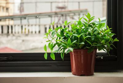 Close-up of potted plant on window sill