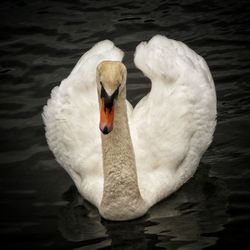 Close-up of swan in lake