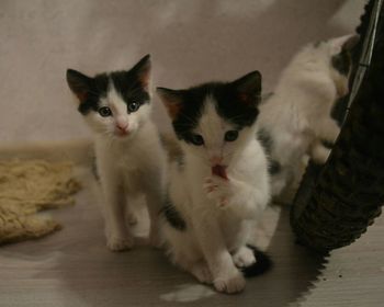 Close-up portrait of kitten sitting at home