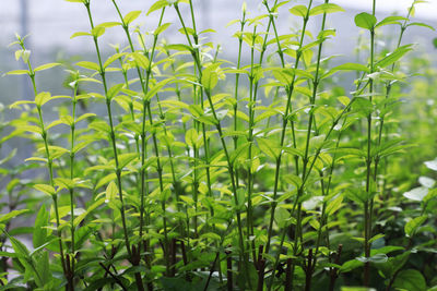 Close-up of fresh green field