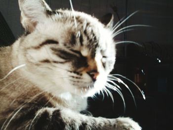 Close-up of cat