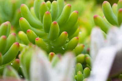 Close-up of succulent plant