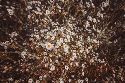 Autumn wild grass and white daisy flowers on a meadow